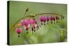 Bleeding Heart, Lamprocapnos Spectabilis, Blossoms, Close-Up-Andreas Keil-Stretched Canvas