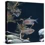 Bleeding Heart Tetra Captive, from Amazonia-Jane Burton-Stretched Canvas