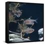 Bleeding Heart Tetra Captive, from Amazonia-Jane Burton-Framed Stretched Canvas