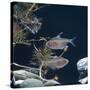 Bleeding Heart Tetra Captive, from Amazonia-Jane Burton-Stretched Canvas