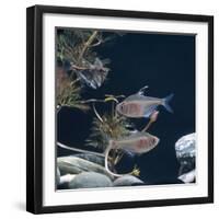 Bleeding Heart Tetra Captive, from Amazonia-Jane Burton-Framed Photographic Print