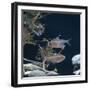 Bleeding Heart Tetra Captive, from Amazonia-Jane Burton-Framed Photographic Print