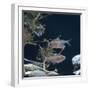 Bleeding Heart Tetra Captive, from Amazonia-Jane Burton-Framed Photographic Print