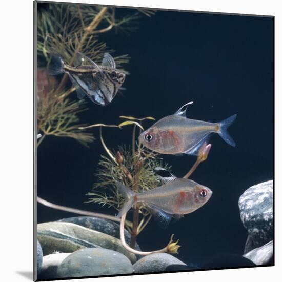 Bleeding Heart Tetra Captive, from Amazonia-Jane Burton-Mounted Photographic Print