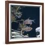 Bleeding Heart Tetra Captive, from Amazonia-Jane Burton-Framed Photographic Print