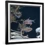 Bleeding Heart Tetra Captive, from Amazonia-Jane Burton-Framed Photographic Print