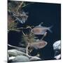 Bleeding Heart Tetra Captive, from Amazonia-Jane Burton-Mounted Photographic Print