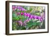 Bleeding Heart, USA-Lisa Engelbrecht-Framed Photographic Print