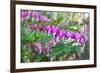 Bleeding Heart, USA-Lisa Engelbrecht-Framed Photographic Print