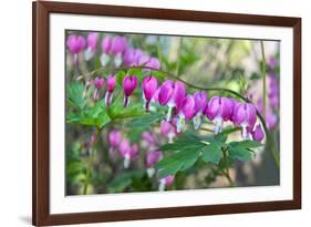 Bleeding Heart, USA-Lisa Engelbrecht-Framed Photographic Print