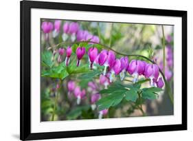 Bleeding Heart, USA-Lisa Engelbrecht-Framed Photographic Print