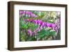 Bleeding Heart, USA-Lisa Engelbrecht-Framed Photographic Print