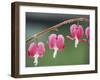 Bleeding Heart-Ake Lindau-Framed Photographic Print