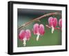 Bleeding Heart-Ake Lindau-Framed Photographic Print