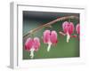 Bleeding Heart-Ake Lindau-Framed Photographic Print