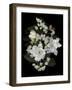 Bleeding Hearts and Gardenia-Susan S. Barmon-Framed Giclee Print