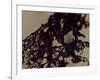 Blemish-Petr Strnad-Framed Photographic Print