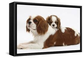 Blenheim Cavalier King Charles Spaniel Mother and Puppy-Mark Taylor-Framed Stretched Canvas