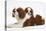 Blenheim Cavalier King Charles Spaniel Mother and Puppy-Mark Taylor-Stretched Canvas