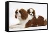 Blenheim Cavalier King Charles Spaniel Mother and Puppy-Mark Taylor-Framed Stretched Canvas