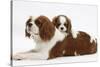 Blenheim Cavalier King Charles Spaniel Mother and Puppy-Mark Taylor-Stretched Canvas
