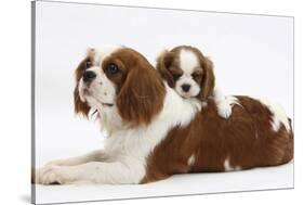 Blenheim Cavalier King Charles Spaniel Mother and Puppy-Mark Taylor-Stretched Canvas