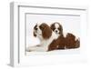 Blenheim Cavalier King Charles Spaniel Mother and Puppy-Mark Taylor-Framed Premium Photographic Print