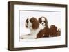 Blenheim Cavalier King Charles Spaniel Mother and Puppy-Mark Taylor-Framed Photographic Print