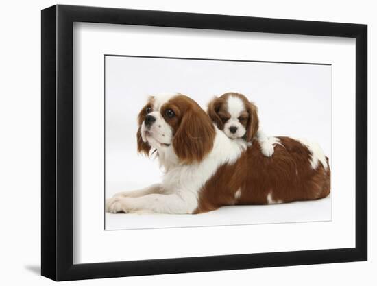 Blenheim Cavalier King Charles Spaniel Mother and Puppy-Mark Taylor-Framed Photographic Print