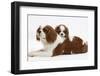 Blenheim Cavalier King Charles Spaniel Mother and Puppy-Mark Taylor-Framed Photographic Print