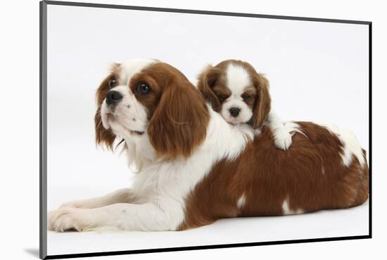 Blenheim Cavalier King Charles Spaniel Mother and Puppy-Mark Taylor-Mounted Photographic Print