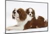 Blenheim Cavalier King Charles Spaniel Mother and Puppy-Mark Taylor-Mounted Photographic Print