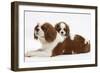 Blenheim Cavalier King Charles Spaniel Mother and Puppy-Mark Taylor-Framed Photographic Print