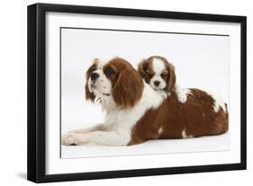 Blenheim Cavalier King Charles Spaniel Mother and Puppy-Mark Taylor-Framed Photographic Print