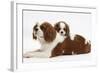 Blenheim Cavalier King Charles Spaniel Mother and Puppy-Mark Taylor-Framed Photographic Print