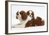 Blenheim Cavalier King Charles Spaniel Mother and Puppy-Mark Taylor-Framed Photographic Print