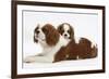 Blenheim Cavalier King Charles Spaniel Mother and Puppy-Mark Taylor-Framed Photographic Print