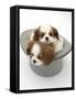 Blenheim Cavalier King Charles Spaniel Puppies Sleeping in a Top Hat-Mark Taylor-Framed Stretched Canvas