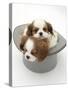 Blenheim Cavalier King Charles Spaniel Puppies Sleeping in a Top Hat-Mark Taylor-Stretched Canvas