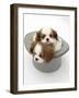 Blenheim Cavalier King Charles Spaniel Puppies Sleeping in a Top Hat-Mark Taylor-Framed Photographic Print