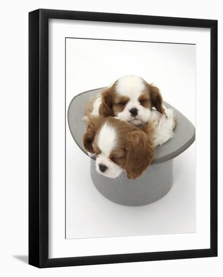 Blenheim Cavalier King Charles Spaniel Puppies Sleeping in a Top Hat-Mark Taylor-Framed Photographic Print