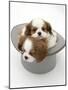 Blenheim Cavalier King Charles Spaniel Puppies Sleeping in a Top Hat-Mark Taylor-Mounted Photographic Print