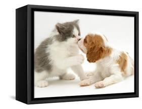 Blenheim Cavalier King Charles Spaniel Puppy Meets Blue Bicolour Kitten-Jane Burton-Framed Stretched Canvas