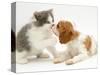 Blenheim Cavalier King Charles Spaniel Puppy Meets Blue Bicolour Kitten-Jane Burton-Stretched Canvas