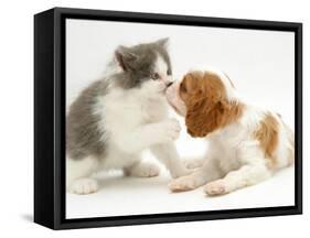 Blenheim Cavalier King Charles Spaniel Puppy Meets Blue Bicolour Kitten-Jane Burton-Framed Stretched Canvas