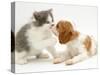 Blenheim Cavalier King Charles Spaniel Puppy Meets Blue Bicolour Kitten-Jane Burton-Stretched Canvas