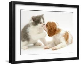 Blenheim Cavalier King Charles Spaniel Puppy Meets Blue Bicolour Kitten-Jane Burton-Framed Premium Photographic Print