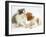 Blenheim Cavalier King Charles Spaniel Puppy Meets Blue Bicolour Kitten-Jane Burton-Framed Premium Photographic Print