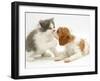 Blenheim Cavalier King Charles Spaniel Puppy Meets Blue Bicolour Kitten-Jane Burton-Framed Premium Photographic Print