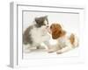 Blenheim Cavalier King Charles Spaniel Puppy Meets Blue Bicolour Kitten-Jane Burton-Framed Premium Photographic Print